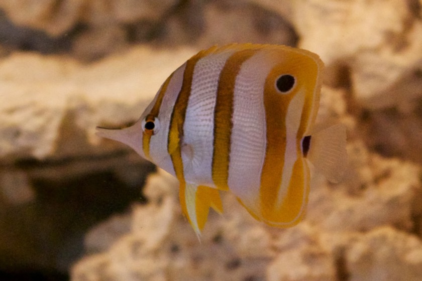 Copperband Butterflyfish