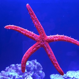 Orange Linckia Starfish