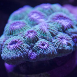 Hexagonal Brain Coral (Diploastrea heliopora)