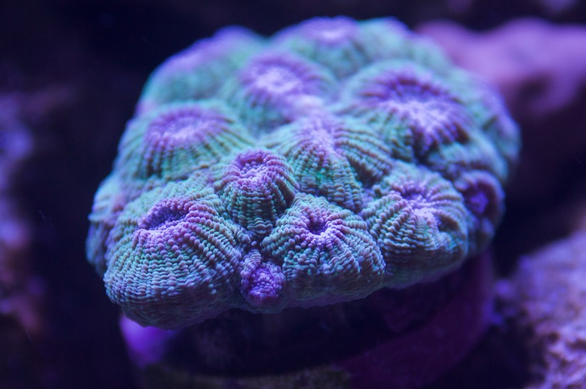 Hexagonal Brain Coral