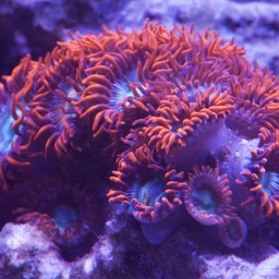 Zoanthid "Fire and Ice" (Zoanthus sp.)