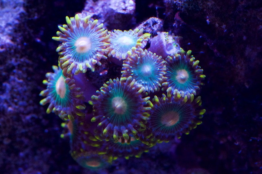 Zoanthids (unnamed)