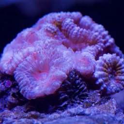 Acan Brain Coral (Acanthastrea echinata)