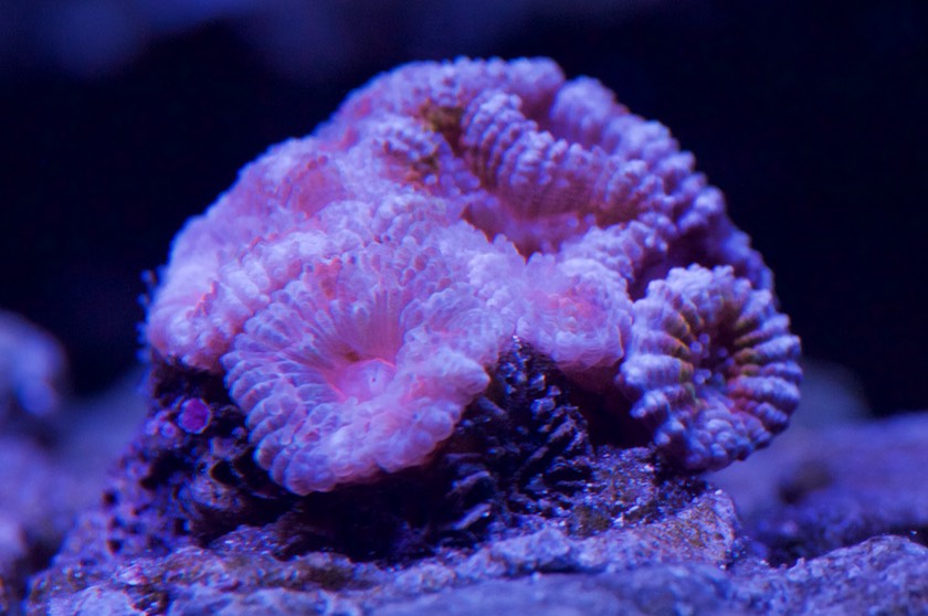 Acan Brain Coral