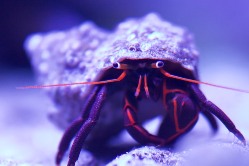 Orange & Black Hermit Crab